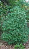 Yellow Anise